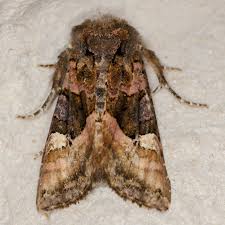 Attēlu rezultāti vaicājumam “Euplexia lucipara”