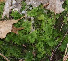 Attēlu rezultāti vaicājumam “Thuidium tamariscinum”
