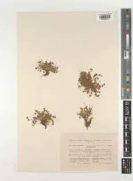 Attēlu rezultāti vaicājumam “Juncus nastanthus”