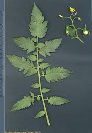 Attēlu rezultāti vaicājumam “Lycopersicon esculentum leaf”