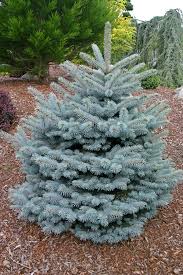 Attēlu rezultāti vaicājumam “Picea”