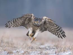 Image result for Goshawks G C