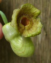 Attēlu rezultāti vaicājumam “Aristolochia durior flower”