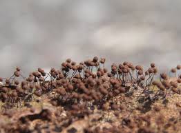 Attēlu rezultāti vaicājumam “Cribrariaceae”