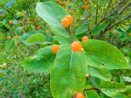 Attēlu rezultāti vaicājumam “Lonicera ferdinandii fruit”