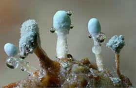 Attēlu rezultāti vaicājumam “Penicillium vulpinum”