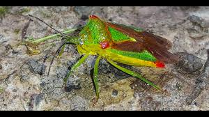 Attēlu rezultāti vaicājumam “Acanthosoma haemorrhoidale”