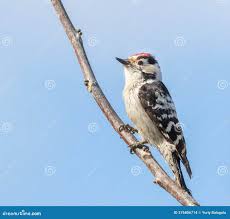 Attēlu rezultāti vaicājumam “Dendrocopos minor male”