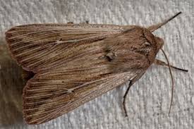 Attēlu rezultāti vaicājumam “Leucania comma”