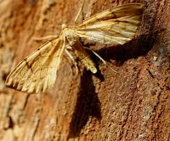 Attēlu rezultāti vaicājumam “Eulithis pyraliata”