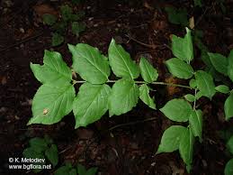 Attēlu rezultāti vaicājumam “Euonymus verrucosus leaf”