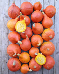 Image result for Kürbis