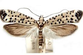 Attēlu rezultāti vaicājumam “Yponomeutidae”