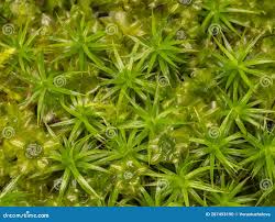 Attēlu rezultāti vaicājumam “Plagiomnium affine sporophyte”