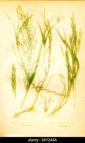 Attēlu rezultāti vaicājumam “Glyceria fluitans leaf”