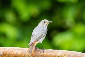 Attēlu rezultāti vaicājumam “Phoenicurus ochruros”