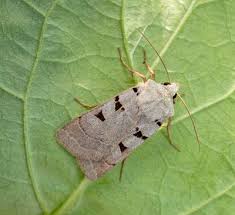 Attēlu rezultāti vaicājumam “Eilema depressa imago”