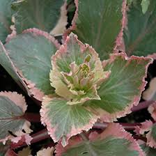 Attēlu rezultāti vaicājumam “Eryngium planum leaf”