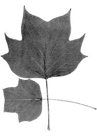 Attēlu rezultāti vaicājumam “Liriodendron tulipifera leaf”