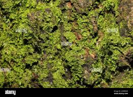 Attēlu rezultāti vaicājumam “Metzgeria furcata”