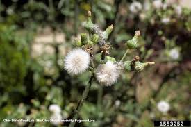 Attēlu rezultāti vaicājumam “Sonchus oleraceus bud”