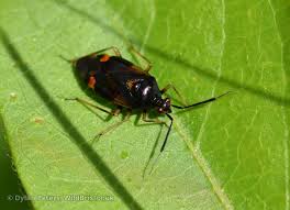 Attēlu rezultāti vaicājumam “Deraeocoris ruber”