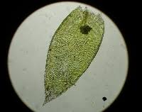 Attēlu rezultāti vaicājumam “Taxiphyllum wissgrillii”