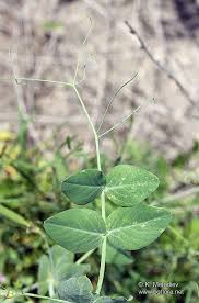 Attēlu rezultāti vaicājumam “Pisum sativum leaf”