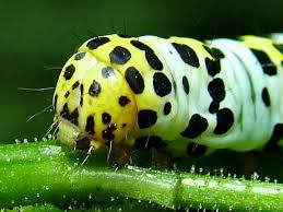 Attēlu rezultāti vaicājumam “Shargacucullia scrophulariae”