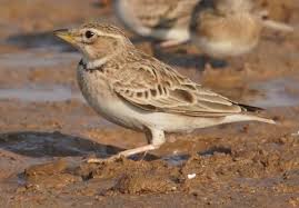 Image result for Melanocorypha bimaculata