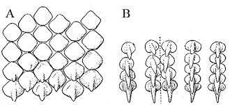 Image result for Dipturus laevis