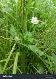 Attēlu rezultāti vaicājumam “Veronica scutellata flower”