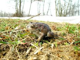 Attēlu rezultāti vaicājumam “Pelobates fuscus”