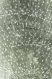 Attēlu rezultāti vaicājumam “Betula humilis”