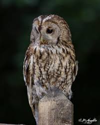 Attēlu rezultāti vaicājumam “Strix aluco female”