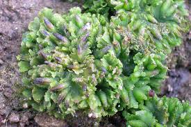 Attēlu rezultāti vaicājumam “Callicladium haldanianum sporophyte”