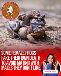 Attēlu rezultāti vaicājumam “Rana temporaria adult”