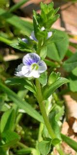 Attēlu rezultāti vaicājumam “Veronica serpyllifolia leaf”
