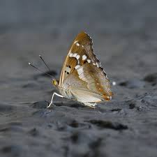 Attēlu rezultāti vaicājumam “Apatura ilia male”