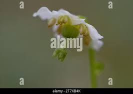 Attēlu rezultāti vaicājumam “Moneses uniflora bud”