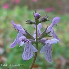 Attēlu rezultāti vaicājumam “Stachys”