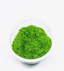 Attēlu rezultāti vaicājumam “Riccia”