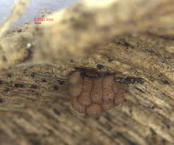 Attēlu rezultāti vaicājumam “Stemonitopsis amoena spores”