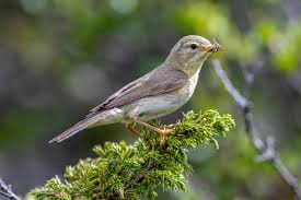 Attēlu rezultāti vaicājumam “Phylloscopus trochiloides adult”