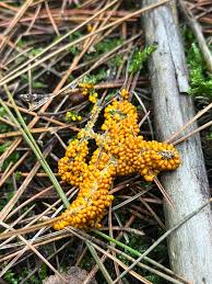 Attēlu rezultāti vaicājumam “Leocarpus fragilis young”