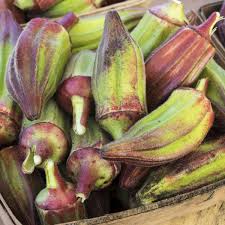 Attēlu rezultāti vaicājumam “Saxifraga cymbalaria fruit”