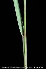 Attēlu rezultāti vaicājumam “Alopecurus pratensis fruit”