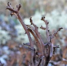 Attēlu rezultāti vaicājumam “Cetraria ericetorum”