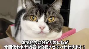 猫次郎o에 대한 이미지 검색결과