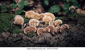 Attēlu rezultāti vaicājumam “Cerrena unicolor”